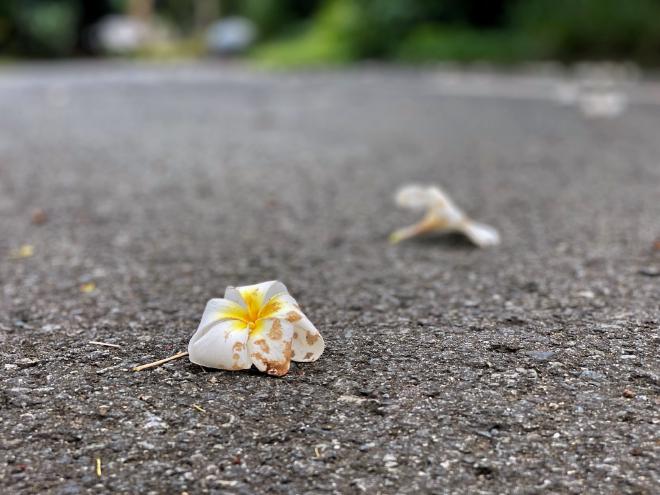 A pair of kalachuchi